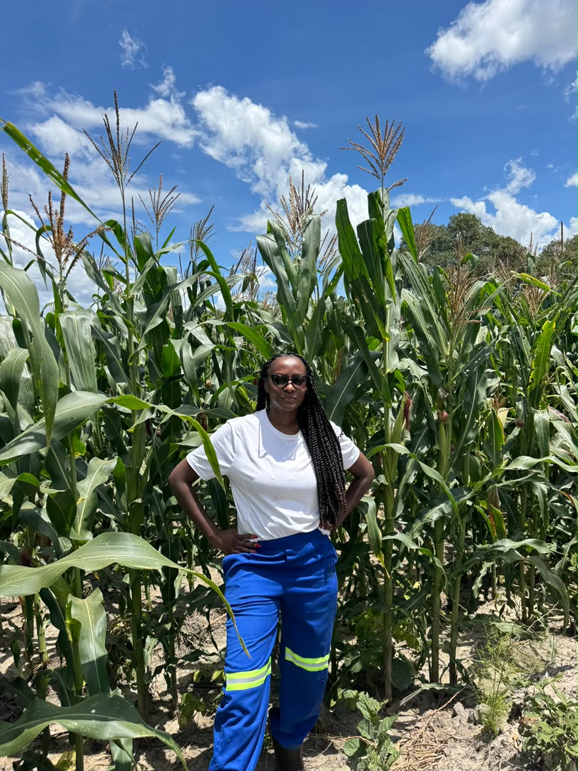 Standing in a tall maize field on the Fikile farm