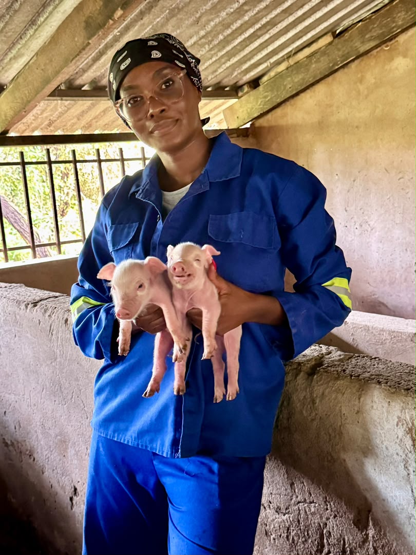 Holding two newborn piglets in the piggery