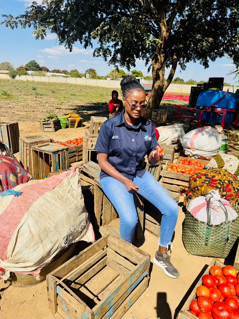Sorting fresh tomatoes in wooden crates