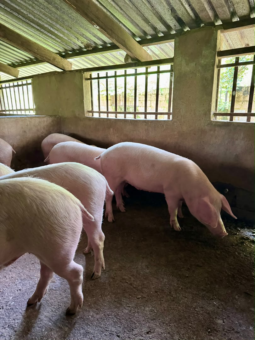 Pigs in our piggery